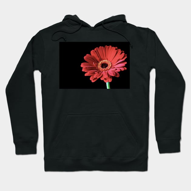 Single Red Gerbera flower Hoodie by InspiraImage